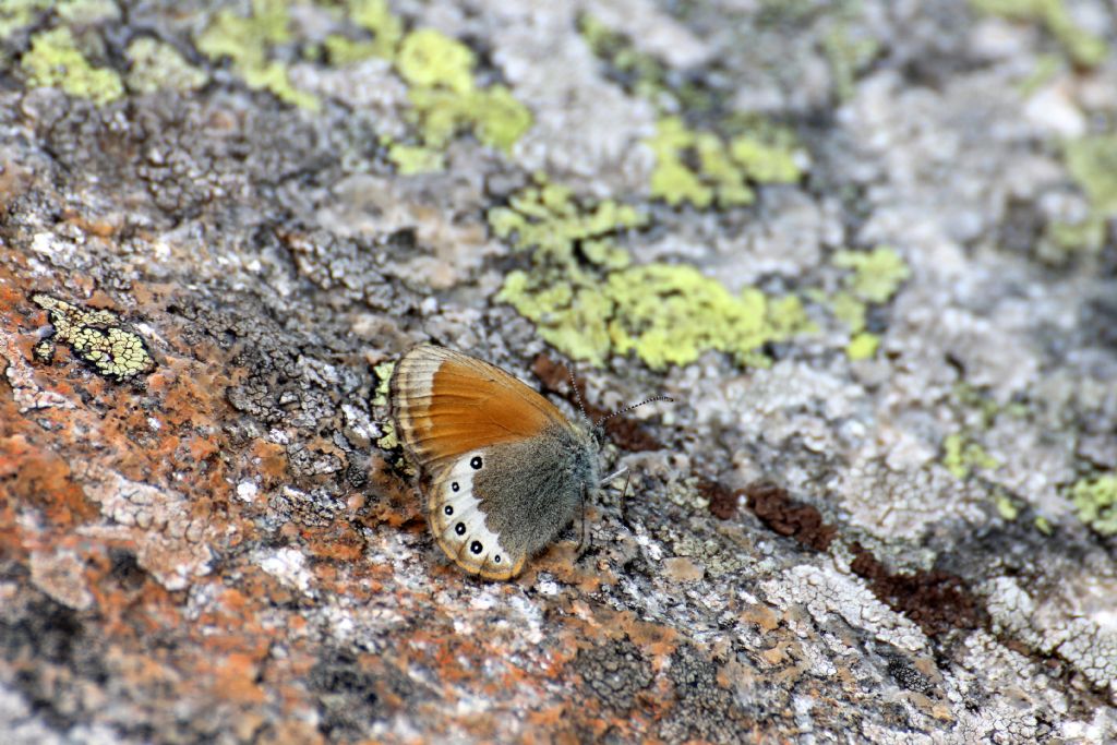 Coenonympha gardetta? S